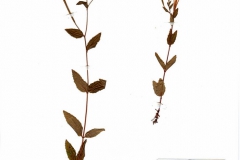 Epilobium collinum