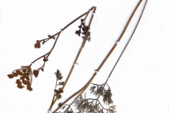 Silaum peucedanoides