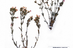 Centaurium littorale