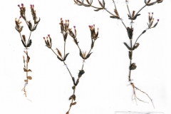 Centaurium pulchellum