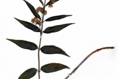 Vincetoxicum hirundinaria