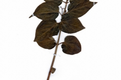 Vincetoxicum pannonicum