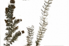 Ceratophyllum submersum