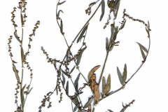 Atriplex-oblongifolia