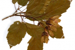 Acer tataricum
