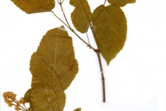 Acer tataricum