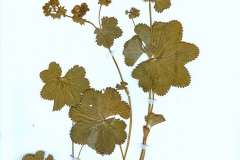 Alchemilla acutiloba