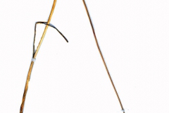 Allium sphaerocephalum