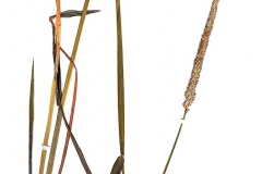 Alopecurus pratensis