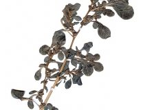 Amaranthus blitoides