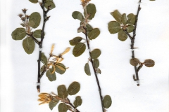 Amelanchier ovalis