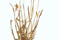 Anthoxanthum odoratum