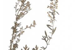 Artemisia absinthium