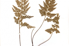 Asplenium adiantum-nigrum