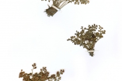 Asplenium ruta-muraria