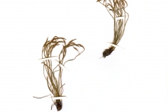 Asplenium septentrionale