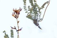 Astragalus onobrychis