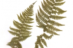 Athyrium filix-femina