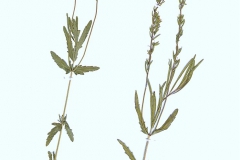 Veronica austriaca