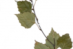 Betula pendula