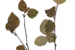 Betula pubescens