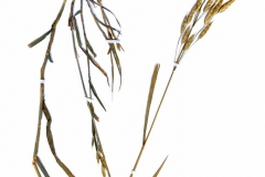 Bromus commutatus