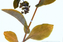 Bupleurum longifolium