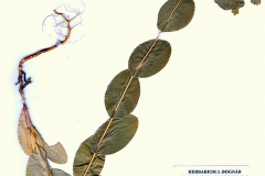 Bupleurum rotundifolium