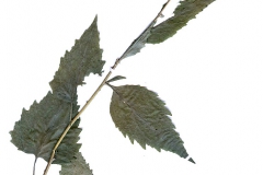 Campanula trachelium