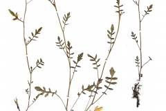 Cardamine parviflora