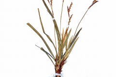 Carex digitata