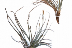 Carex halleriana