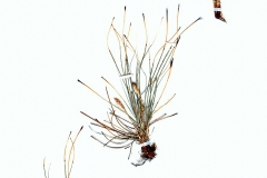 Carex humilis