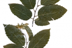 Carpinus betulus