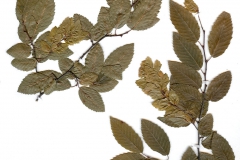 Carpinus orientalis