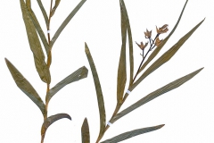 Cephalanthera longifolia