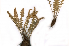 Ceterach officinarum