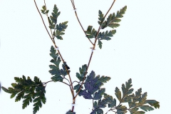 Chaeropyllum temulum