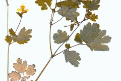 Chelidonium majus