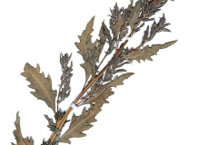 Chenopodium ambrosoides