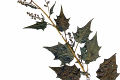 Chenopodium hybridum