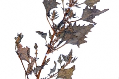 Chenopodium rubrum