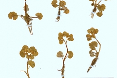 Chrysoplenium alternifolium