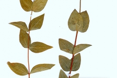 Clematis integrifolia