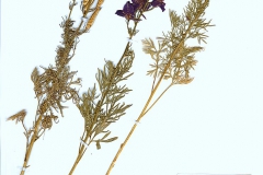 Consolida orientalis