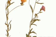 Convolvulus cantabrica