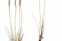 Corynephorus canescens