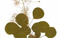 Cotinus coggygria