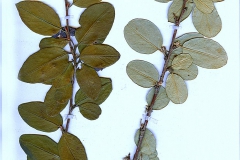 Cotoneaster tomentosus