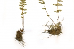 Cystopteris fragilis